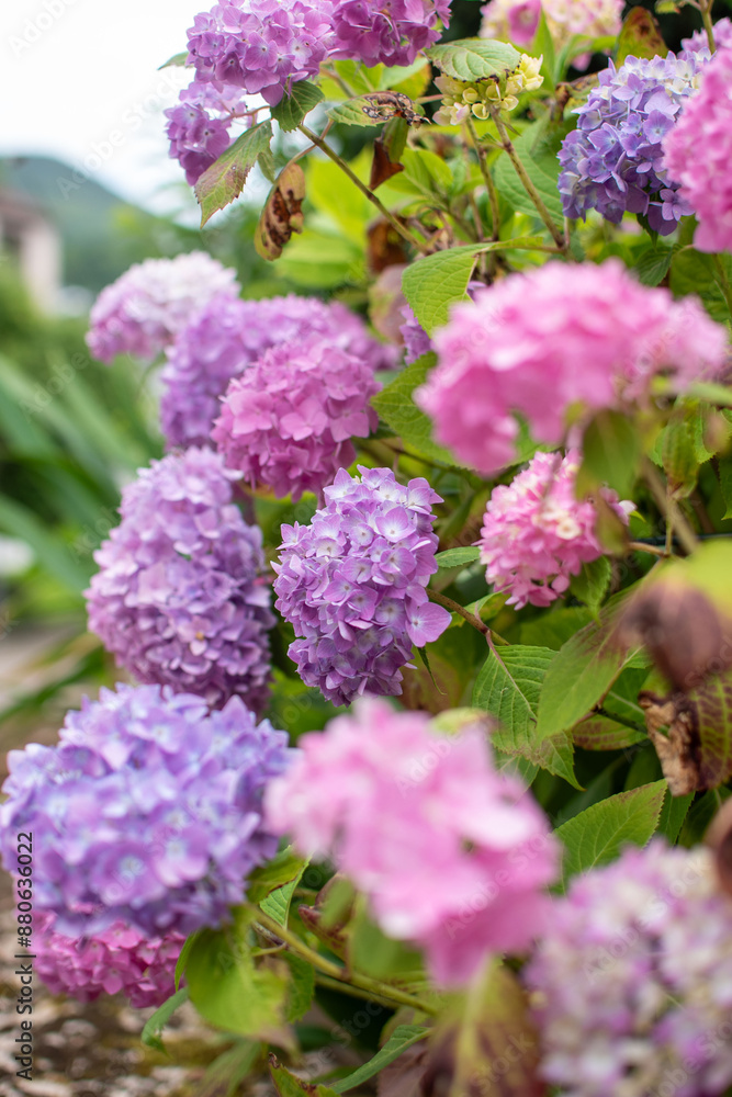 Hydrangea with vibrant color: lilac, pink, white, purple Hydrangea with vibrant color: lilac, pink, white, purple