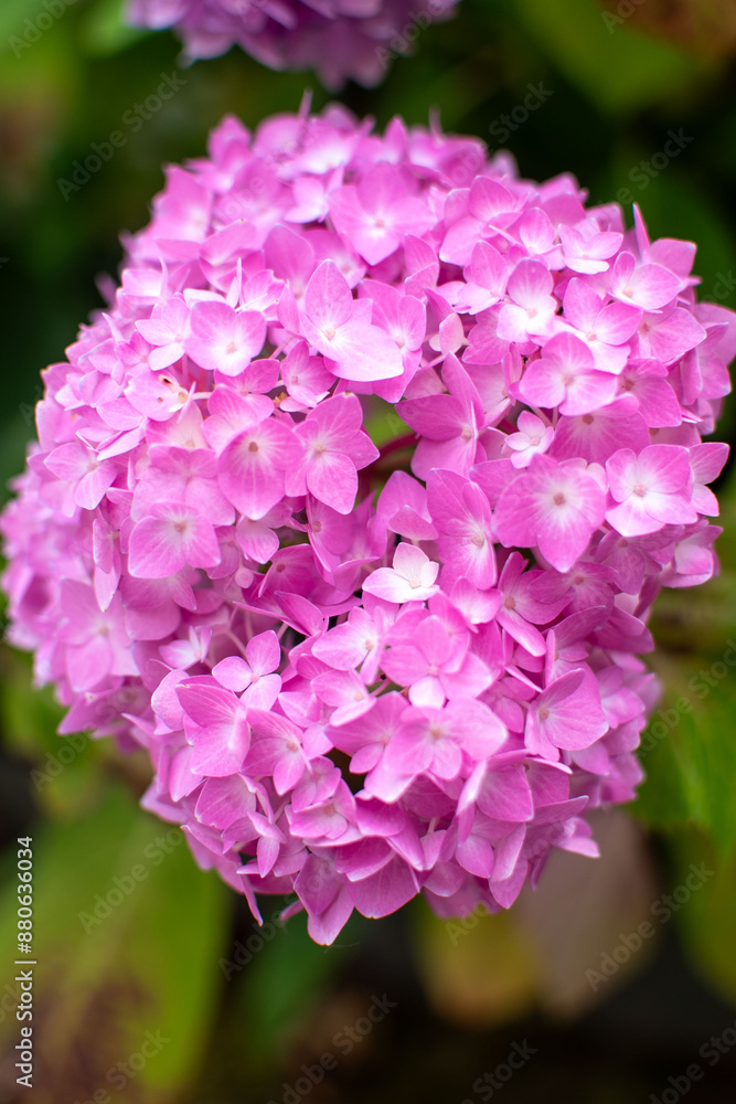 Hydrangea with vibrant color: lilac, pink, white, purple Hydrangea with vibrant color: lilac, pink, white, purple