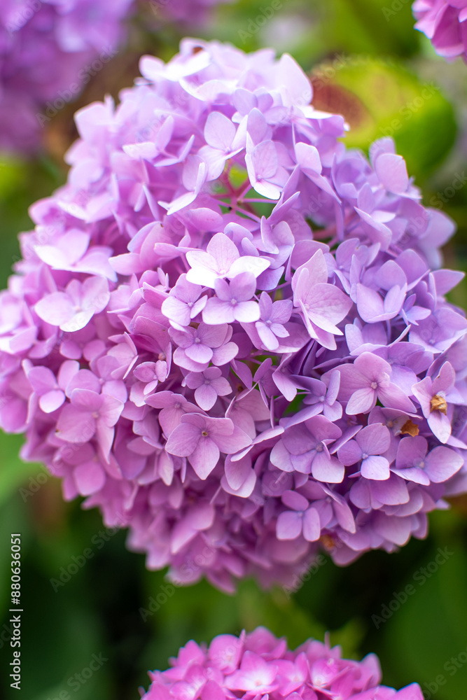 Hydrangea with vibrant color: lilac, pink, white, purple Hydrangea with vibrant color: lilac, pink, white, purple