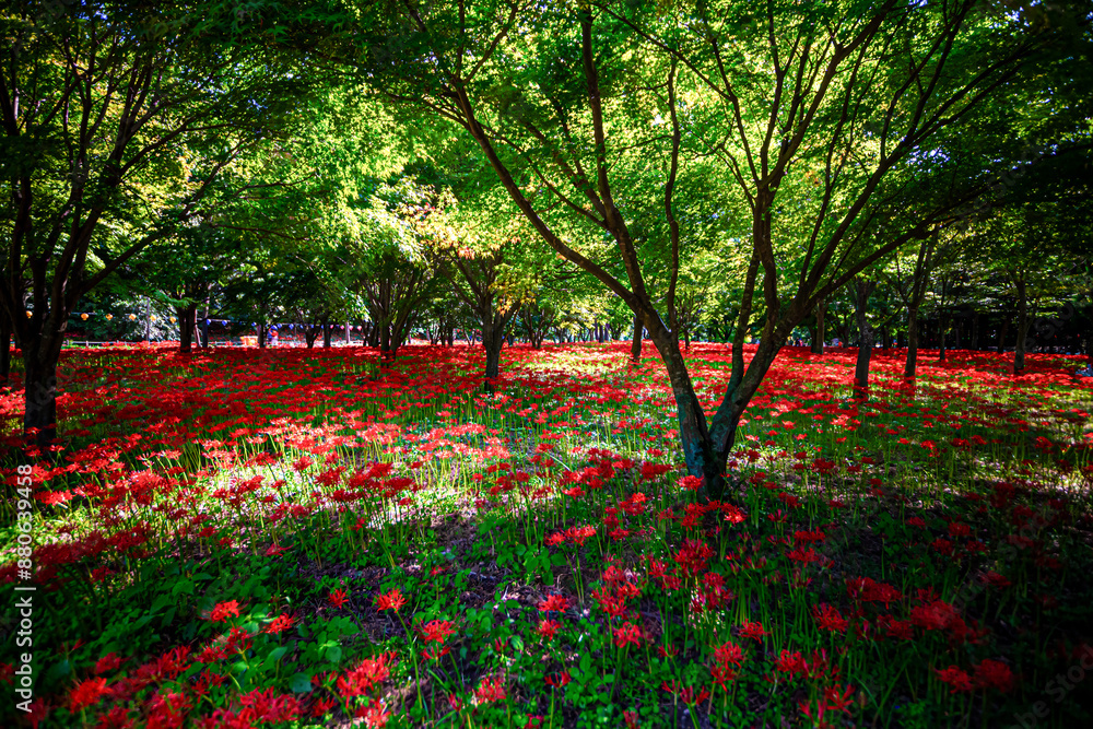 Naklejka premium Red Spider Lily, meaning love that cannot come true.