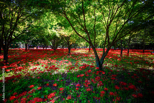 Red Spider Lily, meaning love that cannot come true.