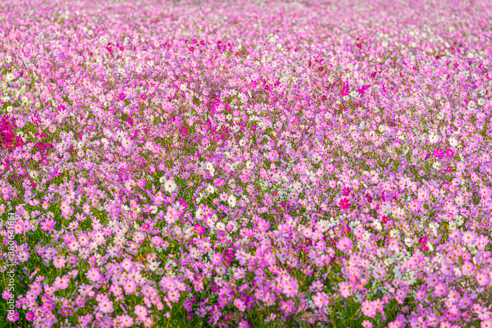 A beautiful place where the wind sways and cosmos blooms. A beautiful place where the wind sways and cosmos blooms.