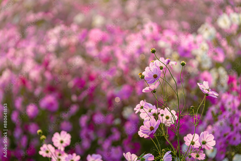 A beautiful place where the wind sways and cosmos blooms. A beautiful place where the wind sways and cosmos blooms.