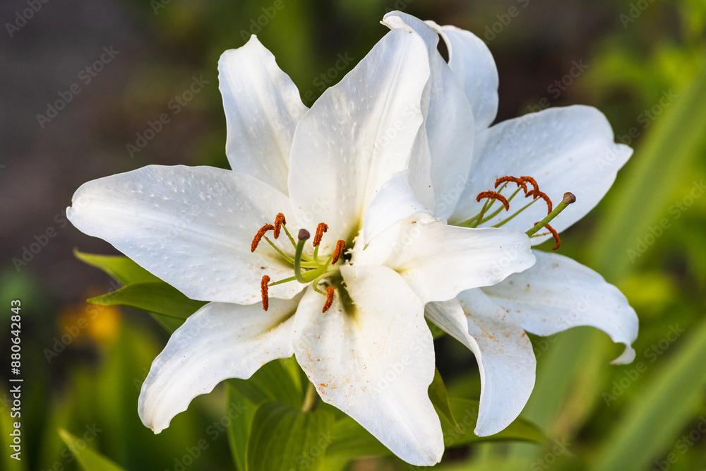 Two beautiful white lilies against a background of green leaves. Two buds close up.Sunny Okinawa lily Two beautiful white lilies against a background of green leaves. Two buds close up.Sunny Okinawa lily