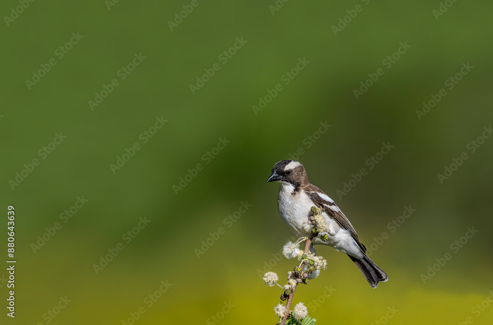 Fototapeta premium Africa-Kenya; White-browed sparrow weaver bird on tree branch.