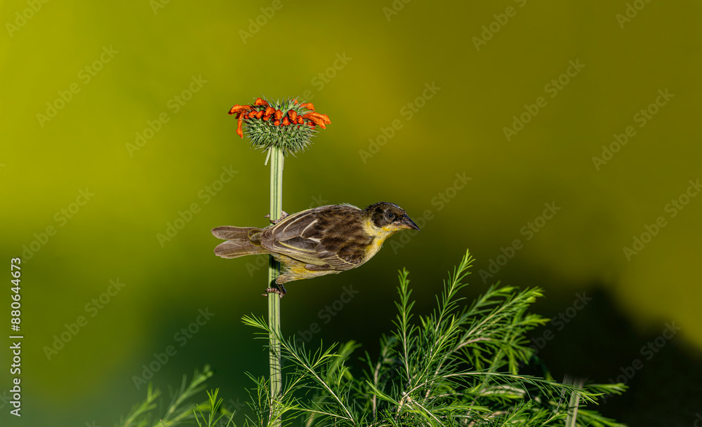 Fototapeta premium Spectacled weaver bird (Ploceus ocularis) on flower in Africa -Kenya