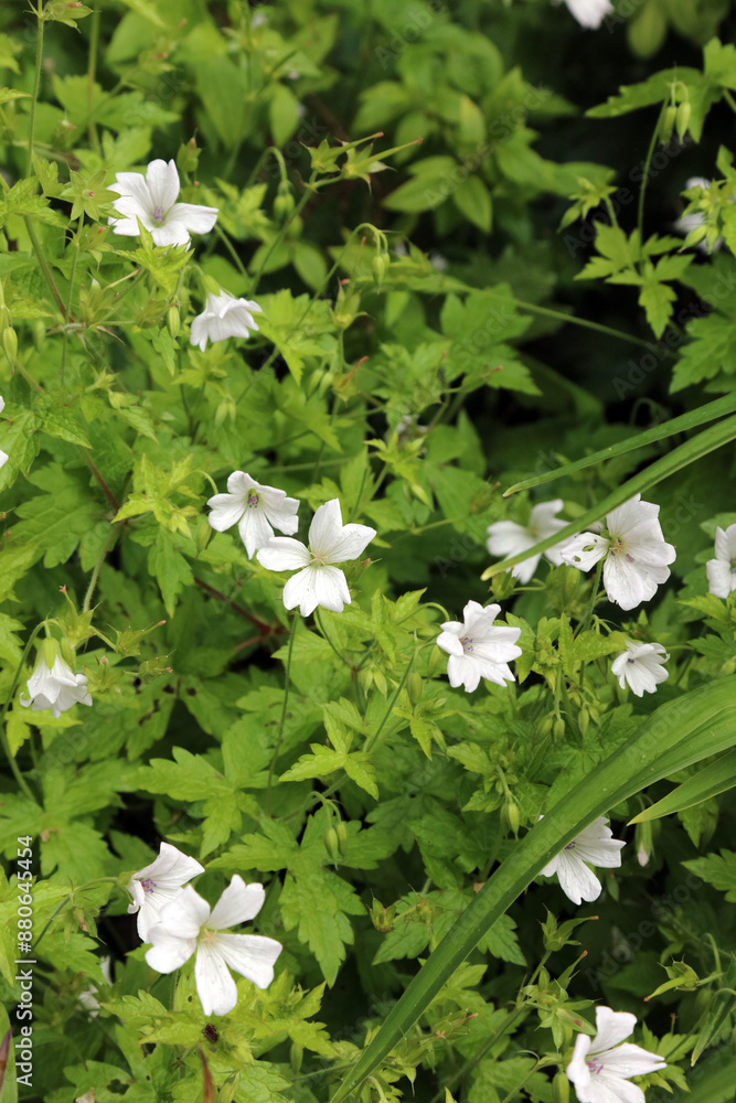 White Cranesbill plants, North Yorkshire England
White Cranesbill plants, North Yorkshire England