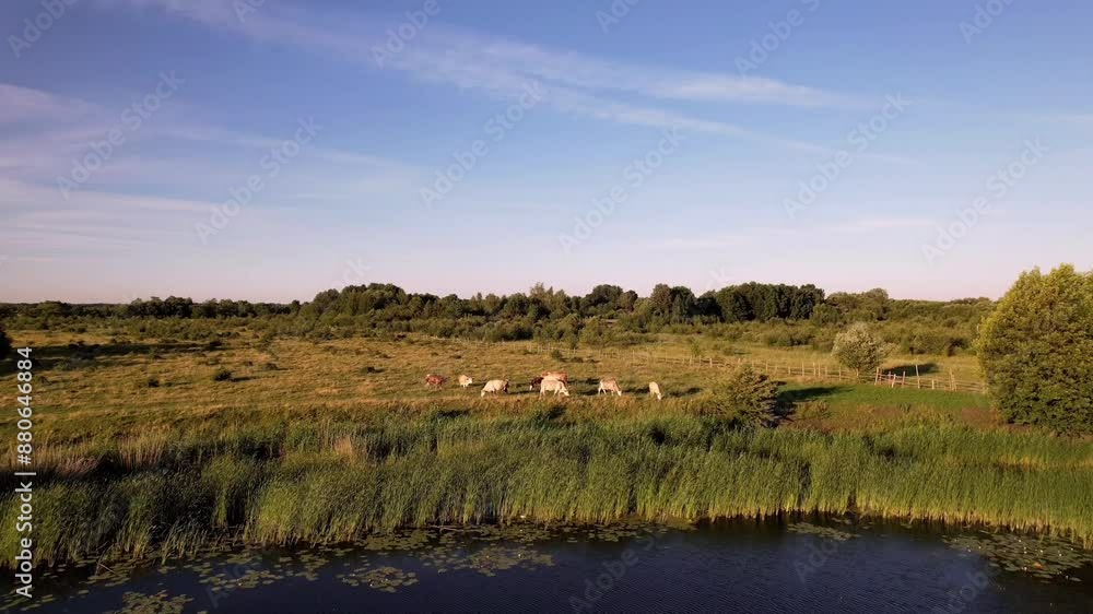 Cows graze in a field on the riverbank, top view from a quadcopter
Cows graze in a field on the riverbank, top view from a quadcopter