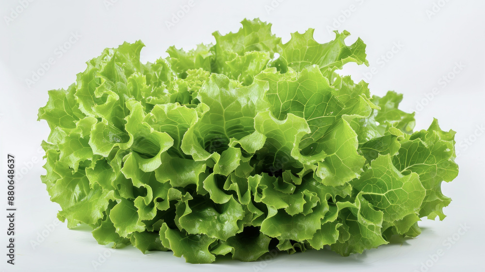 Fresh Green Leaf Lettuce on White Background Fresh Green Leaf Lettuce on White Background