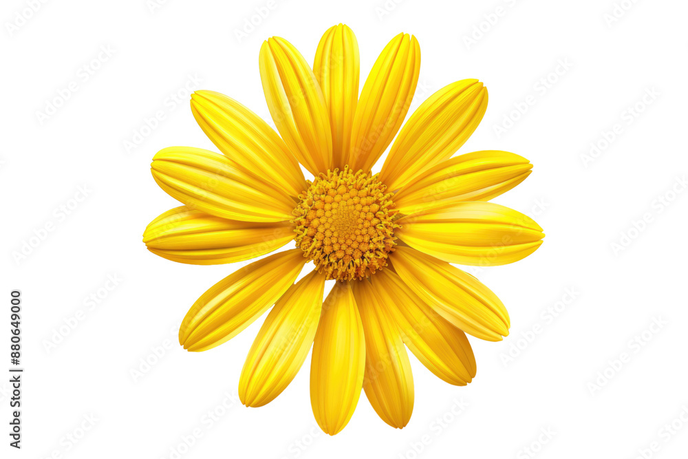 Yellow daisy flower isolated on transparent background Yellow daisy flower isolated on transparent background
