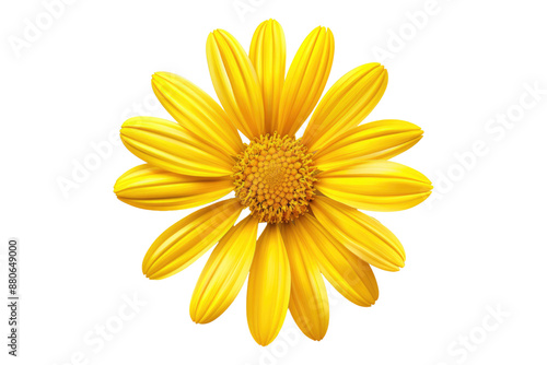 Yellow daisy flower isolated on transparent background