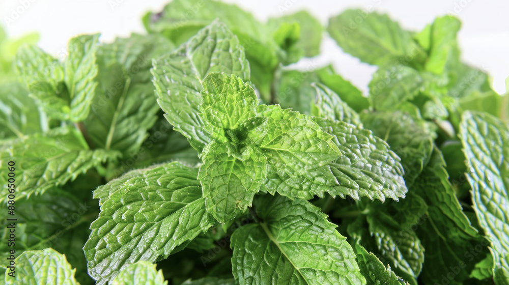 Fresh Green Mint Leaves on White Background Fresh Green Mint Leaves on White Background