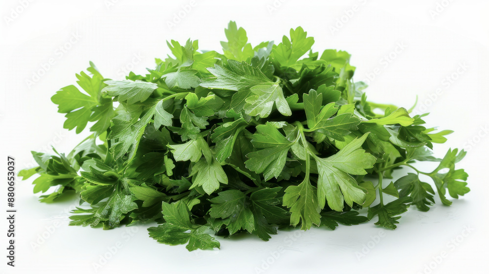 Fresh Parsley Leaves on White Background Fresh Parsley Leaves on White Background