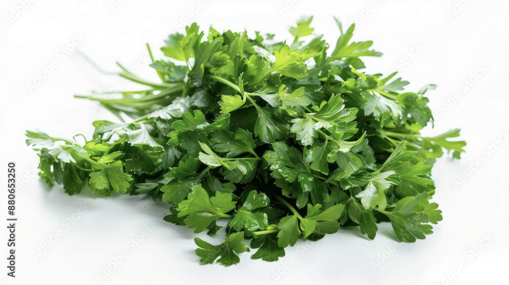 Fresh Parsley Leaves on White Background Fresh Parsley Leaves on White Background