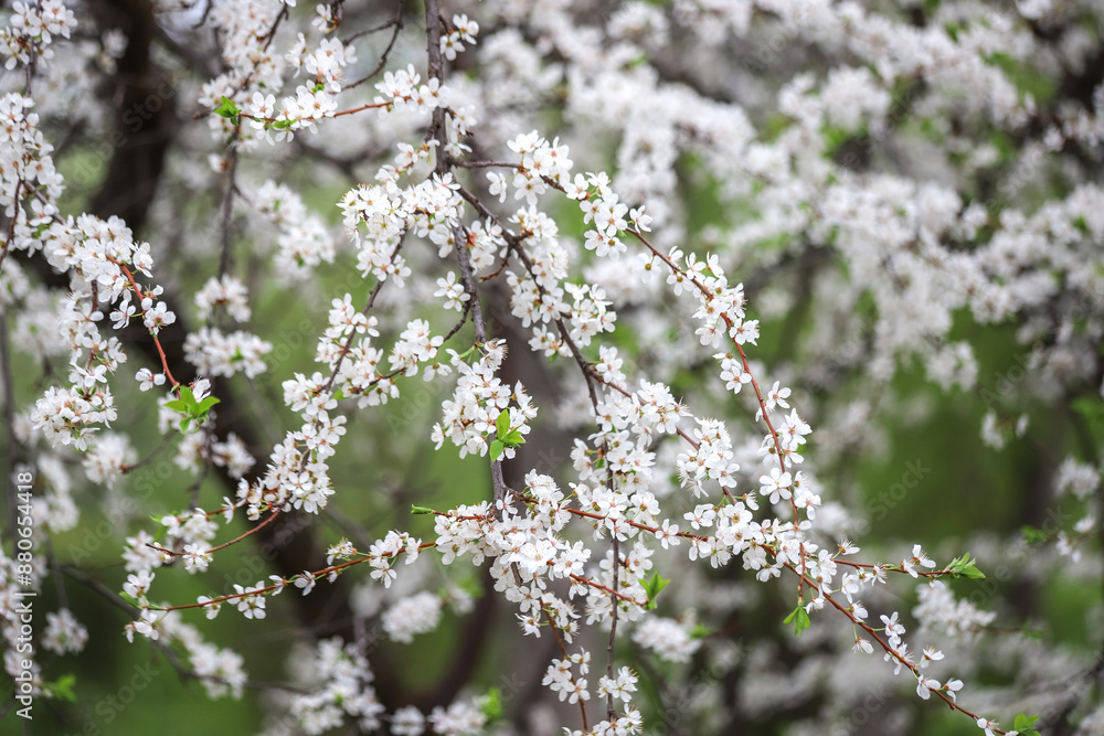 Blossoming branches of a tree with beautiful white flowers as a springtime background Blossoming branches of a tree with beautiful white flowers as a springtime background