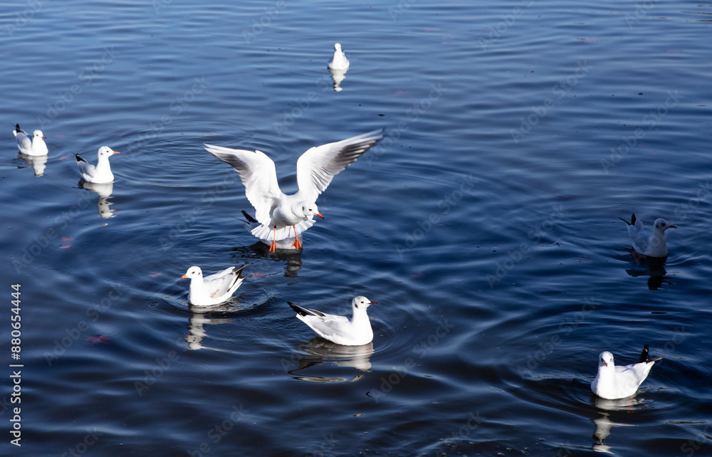 custom made wallpaper toronto digitalSeagulls splash on the water