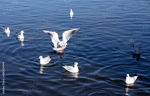 Wallpaper Mural Seagulls splash on the water Torontodigital.ca