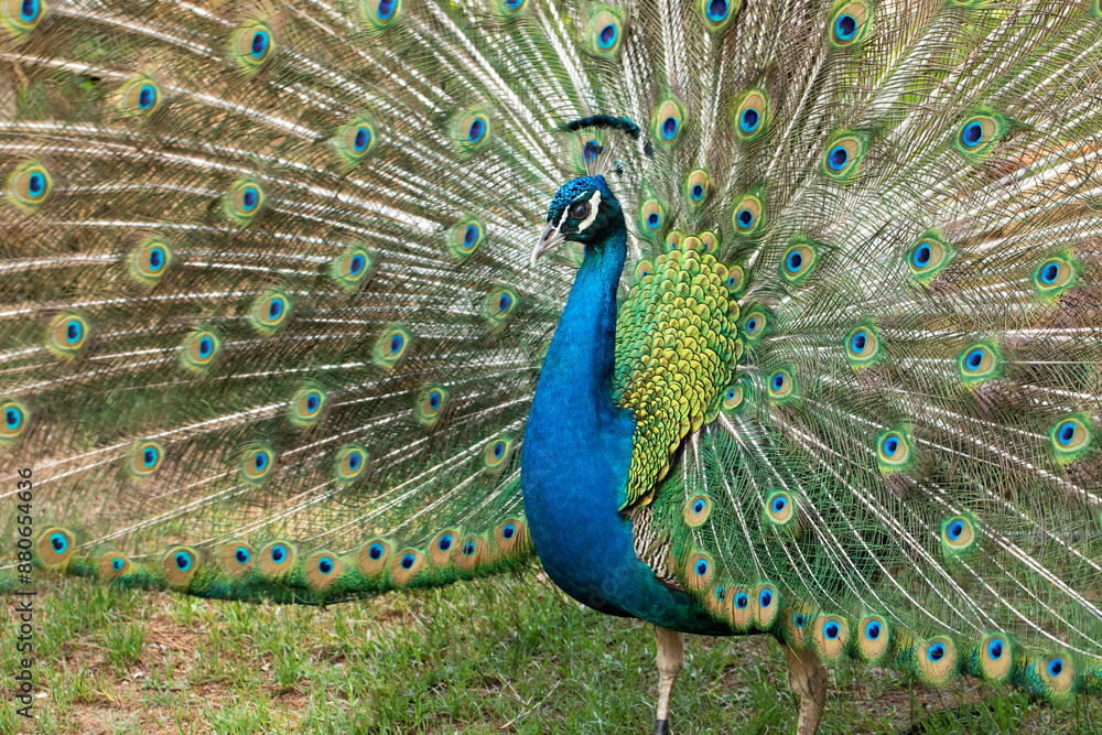 Fototapeta premium A peacock spreading his tail, displaying his plumage