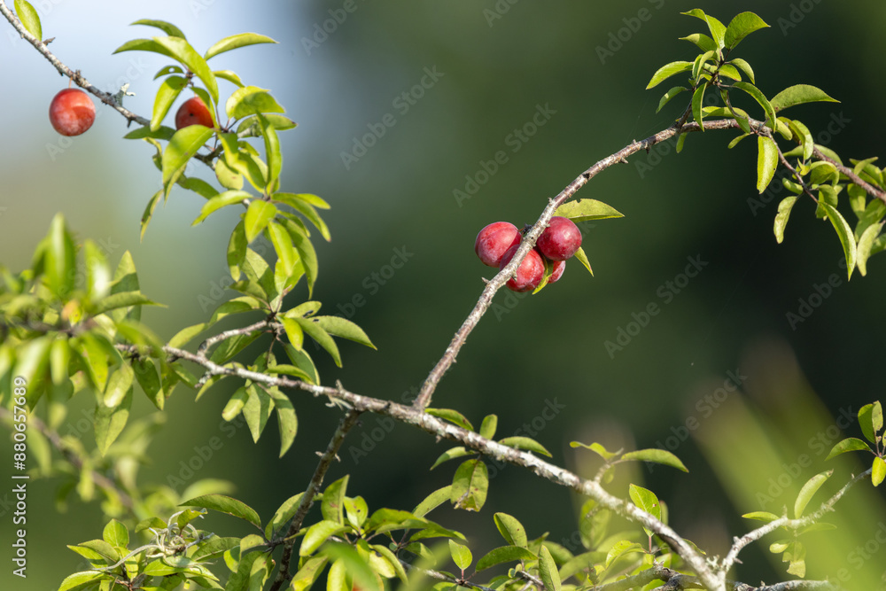 Wild fruit growing in Florida — probably a species of wild plum. It might be flatwoods plum (Prunus umbellata), but that ID is not confirmed. Please check with an expert. Found in Duette, Florida. Wild fruit growing in Florida — probably a species of wild plum. It might be flatwoods plum (Prunus umbellata), but that ID is not confirmed. Please check with an expert. Found in Duette, Florida.