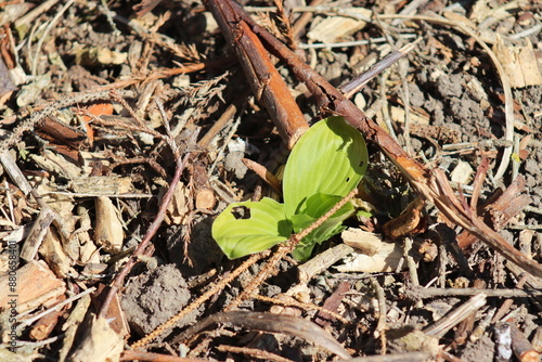 An ornamental plant called hosta bitten by snails.