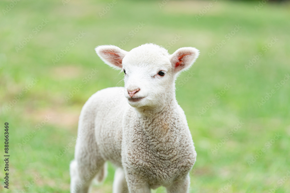 Cute sheep with or without fur. Cute sheep with or without fur.