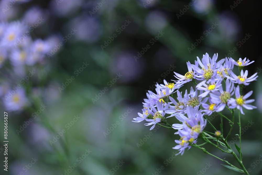 十五夜の時期に咲く薄紫の花 十五夜の時期に咲く薄紫の花