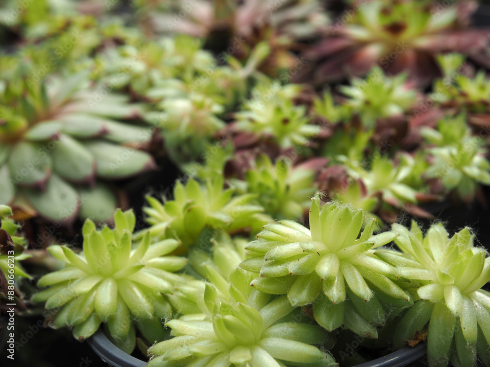 Close-up of Sempervivum, ideal plants as green roof or dry sone wall ...