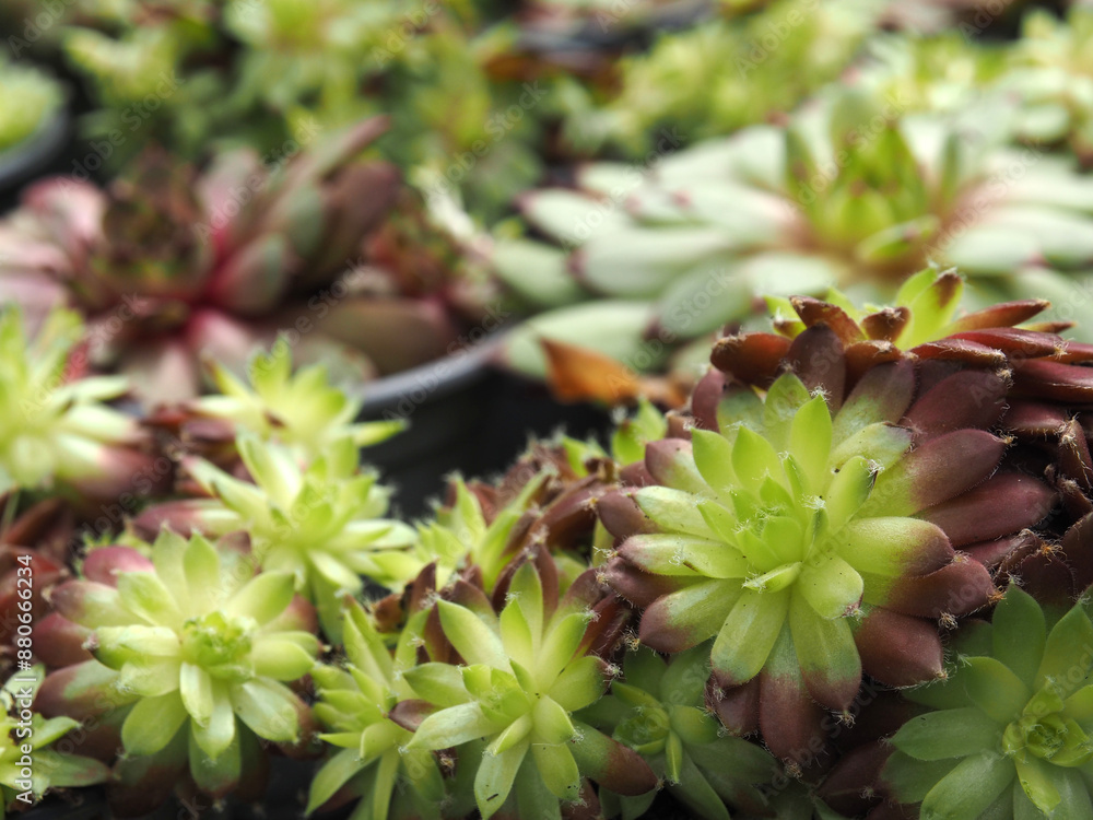 Close-up of Sempervivum, ideal plants as green roof or dry sone wall ...