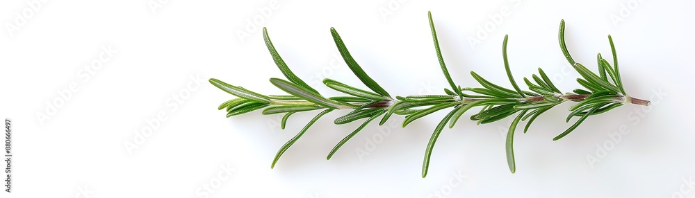 Fototapeta premium Rosemary is a fragrant herb that can be used fresh or dried