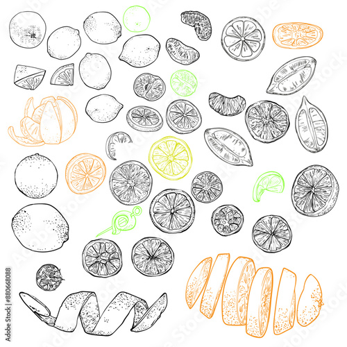 Vector line art hand drawn citrus bundle. Easy to edit outline. Whole, pealed, sliced lemon, orange, tangerine, lime, grapefruit as assets for patterns, graphic designs projects in online and print.