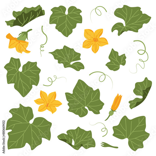 Pumpkin leaf, flower and vines plant. Hand drawn trendy flat style isolated on transparent background. Autumn Harvest, Thanksgiving concept. Vector illustration
