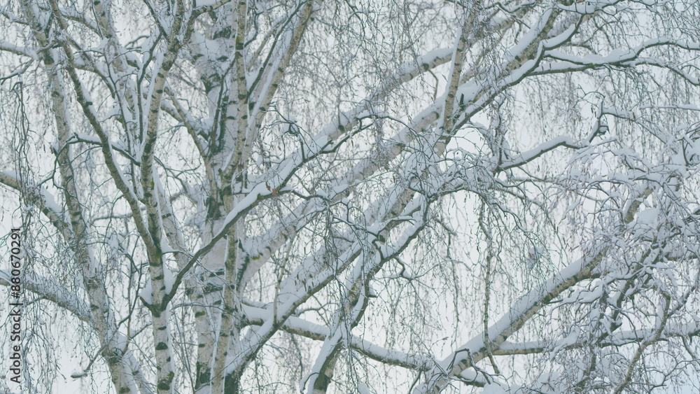 Beautiful Details On A Cold Winter Day. Winter Background Of Deciduous Forest. Beautiful Details On A Cold Winter Day. Winter Background Of Deciduous Forest.