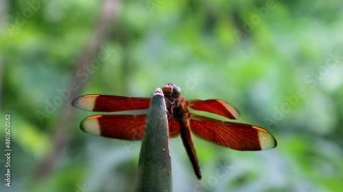The dragonfly flies and perches on the plant