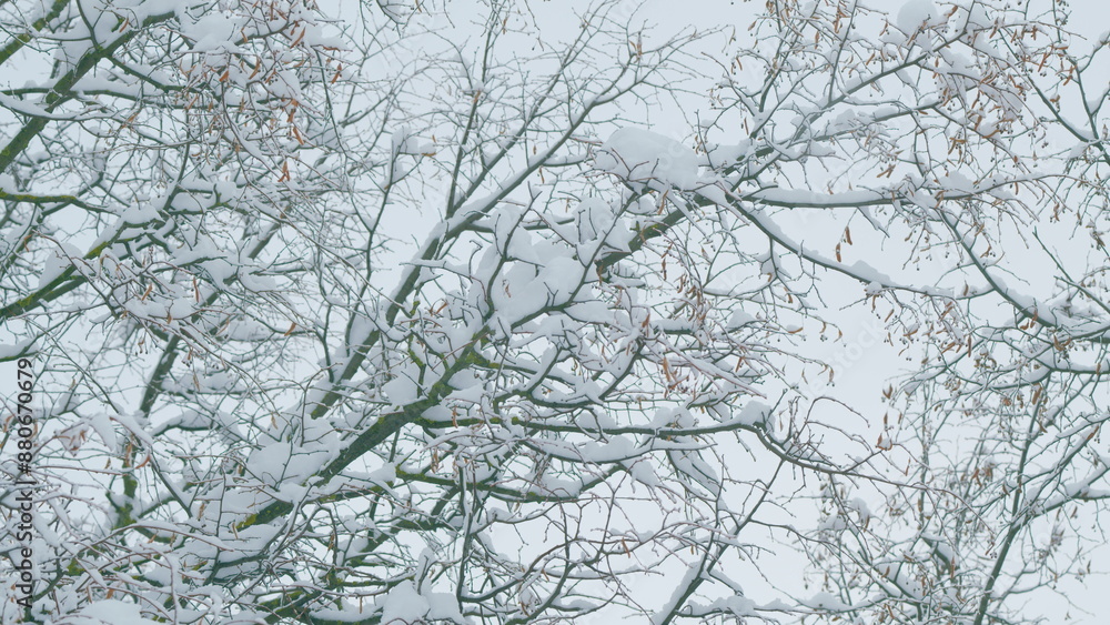 Background Of A Large Number Of Branches And Snow. Tree Leaves Covered With Snow. Background Of A Large Number Of Branches And Snow. Tree Leaves Covered With Snow.