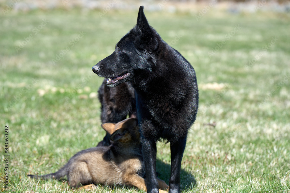Beautiful German Shepherd puppy with his mother on a meadow on a sunny summer day in Skaraborg Sweden Beautiful German Shepherd puppy with his mother on a meadow on a sunny summer day in Skaraborg Sweden