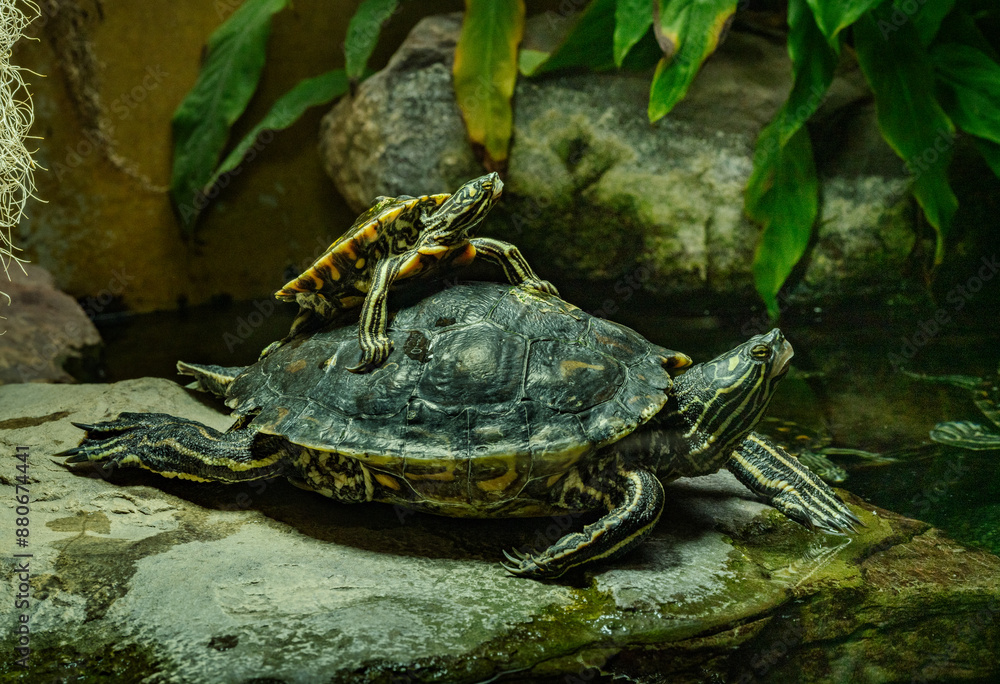 Fototapeta premium Yellow-blotched Map Turtle (Graptemys flavimaculata)