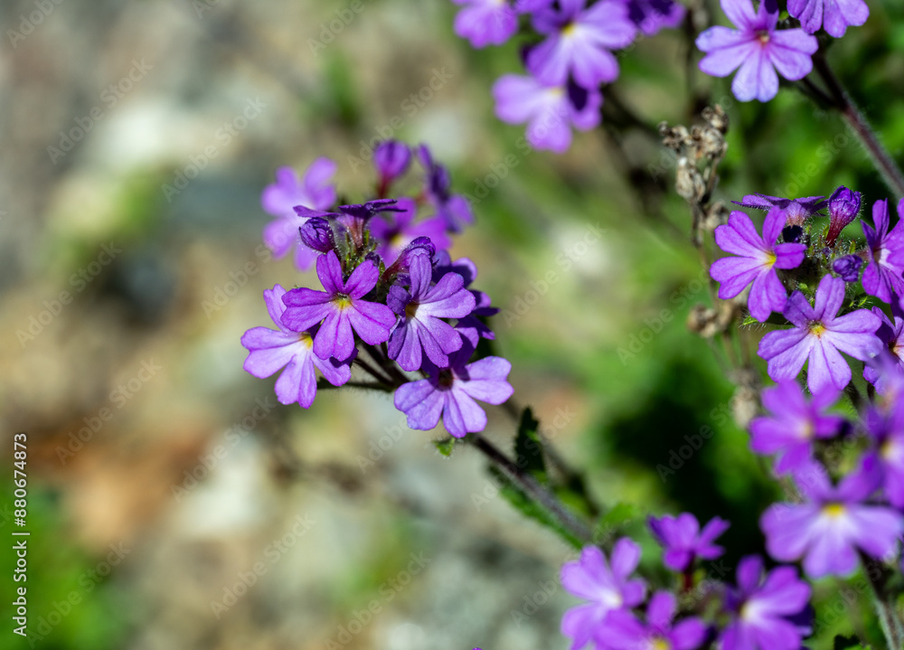 Alpine balsam (Erinus alpinus) is a perennial herb native to south Europe montains and north Africa mountains. Alpine balsam (Erinus alpinus) is a perennial herb native to south Europe montains and north Africa mountains.