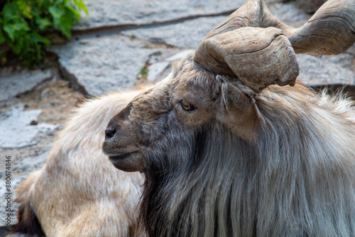 The head of the Tajik screw-horned goat (Markhura) with a broken horn standing on the edge of a cliff on a sunny day.  Animals, mammals, predators.