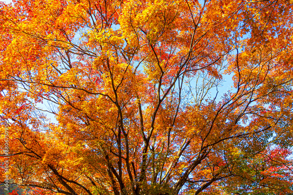 Autumn at Baekyang Temple, famous for its beautifully colored autumn leaves. Autumn at Baekyang Temple, famous for its beautifully colored autumn leaves.