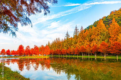 Red autumn along the metasequoia tree-lined road.