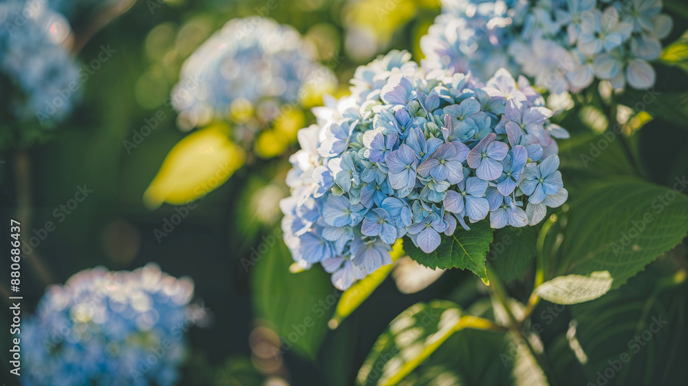 Close-Up of Lush Hydrangea Blooms in Summer Garden