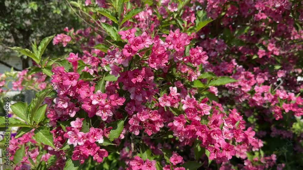 Vibrant Weigela pink flowers in the garden. Weigela coraeensis bush blossom close-up. Vibrant Weigela pink flowers in the garden. Weigela coraeensis bush blossom close-up.