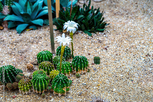 A white flower with a long stem that looks like a trumpet. photo