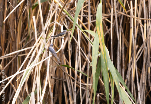 swallow, bird, nature, wildlife, animal, green, beak, grass, reed, birds, hummingbird, wild, fauna, blue, tree, branch, yellow, spring, tropical, summer, warbler, small © mahmut