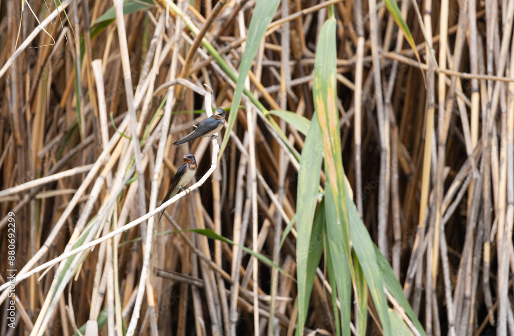 swallow, bird, nature, wildlife, animal, green, beak, grass, reed, birds, hummingbird, wild, fauna, blue, tree, branch, yellow, spring, tropical, summer, warbler, small swallow, bird, nature, wildlife, animal, green, beak, grass, reed, birds, hummingbird, wild, fauna, blue, tree, branch, yellow, spring, tropical, summer, warbler, small