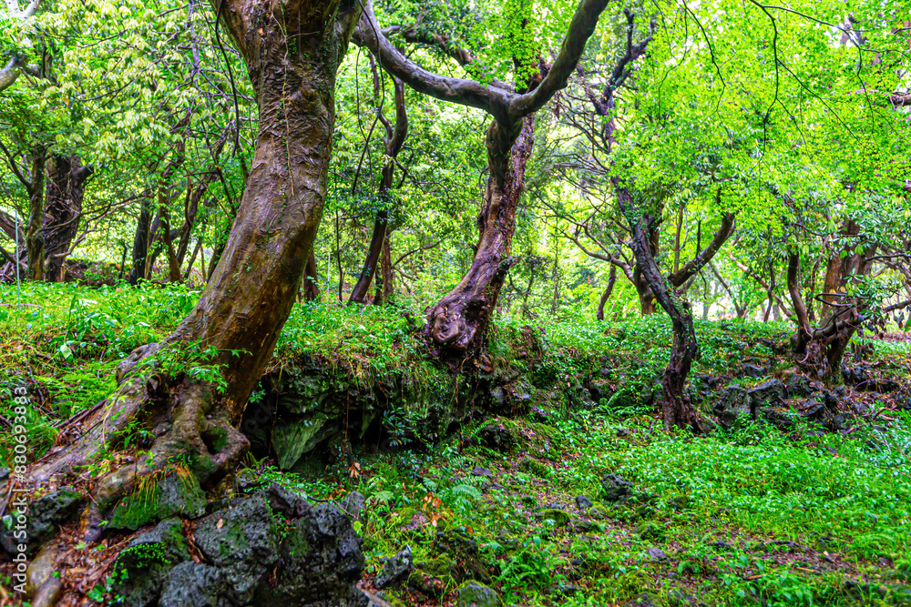 Scenery on a rainy day in Bijarim Forest, which is designated and protected as a natural monument. Scenery on a rainy day in Bijarim Forest, which is designated and protected as a natural monument.