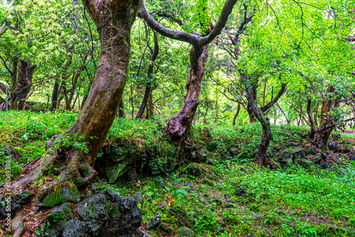 Schilderij op canvas Scenery on a rainy day in Bijarim Forest, which is designated and protected as a natural monument