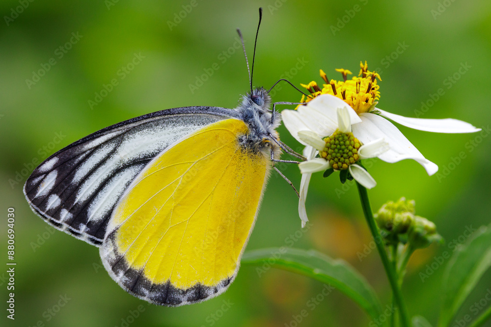 Yellow Jezebel standing on a flower, Thailand Yellow Jezebel standing on a flower, Thailand