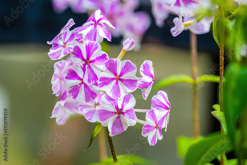 A pretty little flower flock with a stylish pink stripe. photo