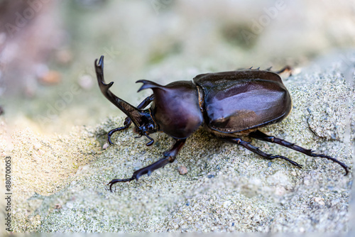 The rhinoceros beetle is an insect of the beetle family of the order Coleoptera.